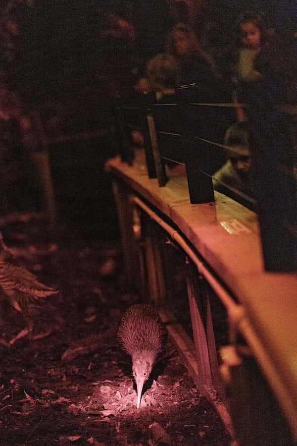 Franz Josef: West Coast Wildlife Centre Entry Ticket -48 hrs - The Ambassador West Coast Penguin Encounter