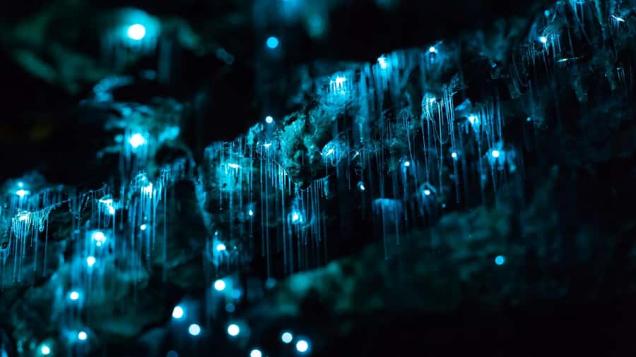 From Auckland: Day Trip to Waitomo Glow Worm Caves - Inside the cave, listen before you look