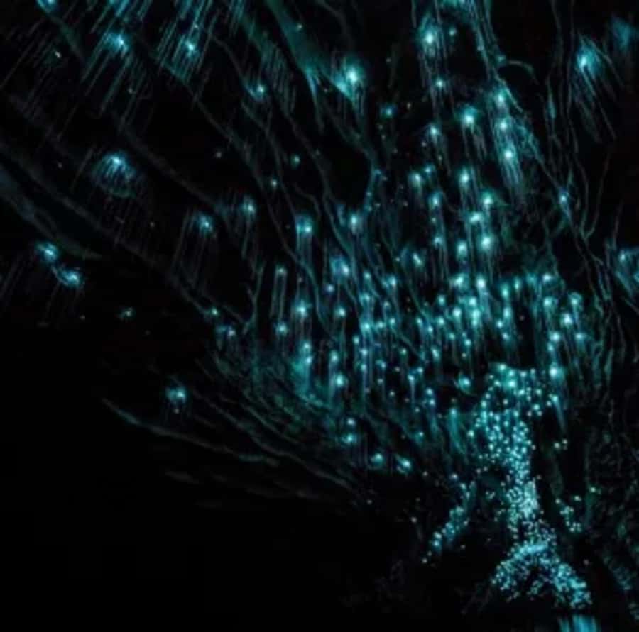 From Auckland: Day Trip to Waitomo Glow Worm Caves - The $166 price: what you are really paying for