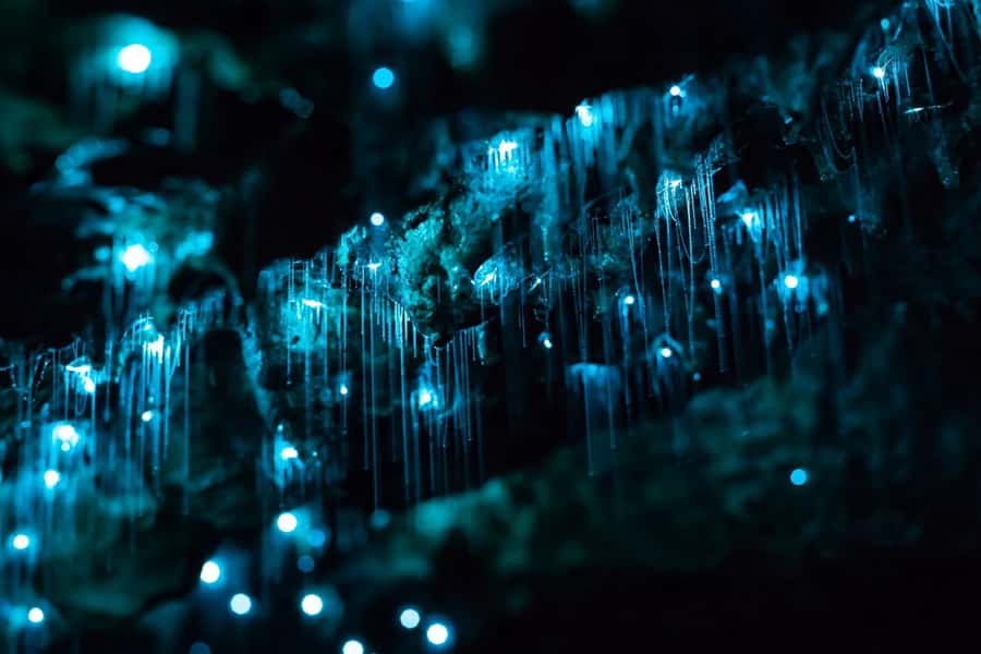 From Auckland: Hobbiton & Waitomo Caves Full-Day Trip - Who should book this full-day tour?