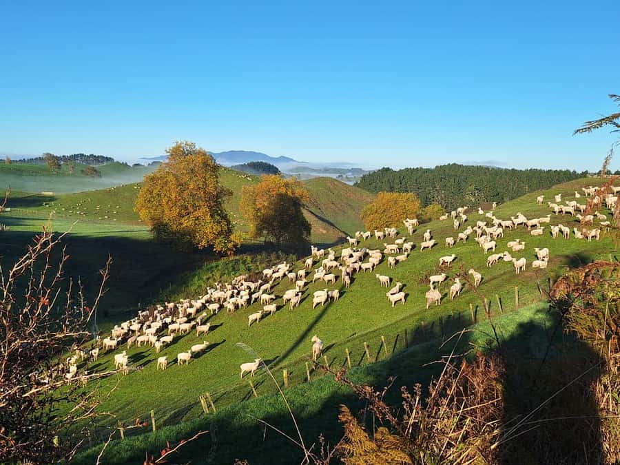From: Auckland: Rotorua via Hobbiton Tour One Way Tour - Continuing Through Tīrau Toward Rotorua