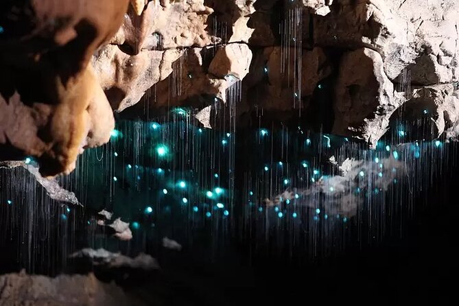 From Auckland: Spellbound, Waitomo Glowworm Cave Small Group Tour - Photography inside the glowworm cave