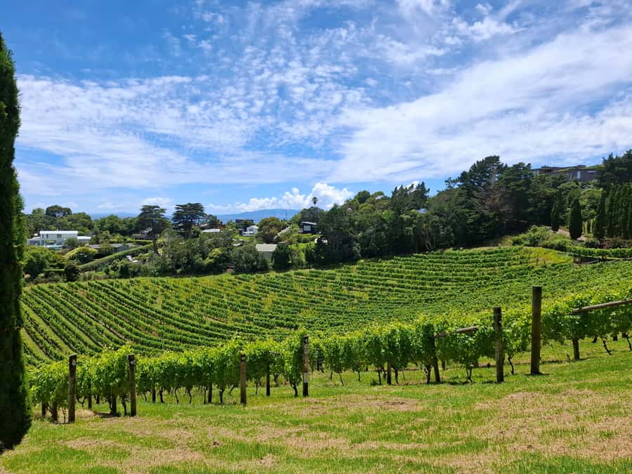 From Auckland: Waiheke Island Sip & Savour Tour with Lunch - The first vineyard sets the tone