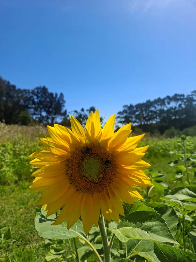From Auckland: Waiheke Island Sip & Savour Tour with Lunch - Getting from Auckland to Matiatia Wharf