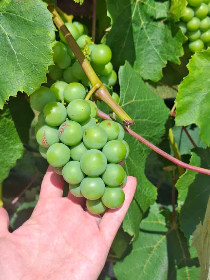 From Auckland: Waiheke Island Wine Cellar Tour - The third vineyard brings the afternoon together