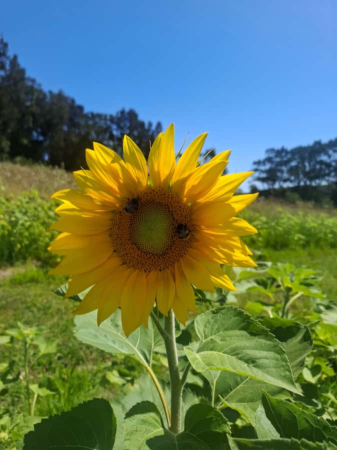 From Auckland: Waiheke Island Wine Cellar Tour - What the small group changes
