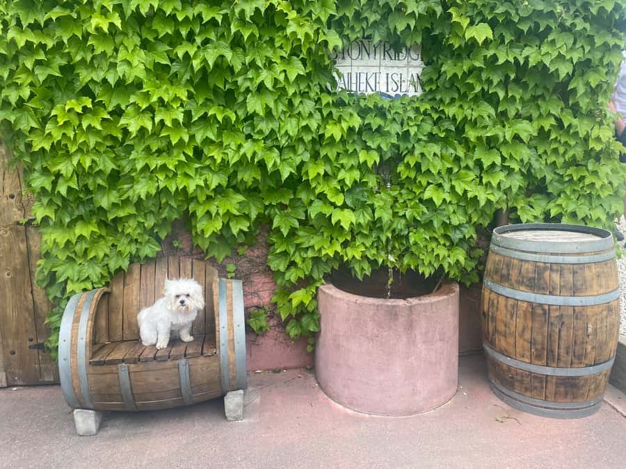From Auckland: Waiheke Island Wineries' Tour - The island scenery is part of the value