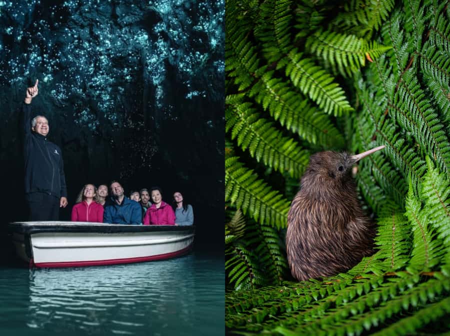 From Auckland: Waitomo Caves and Kiwi House Group Tour - Why this Auckland day trip works