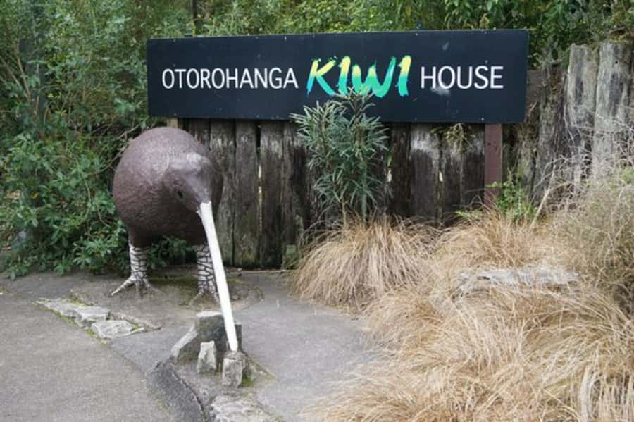 From Auckland: Waitomo Caves and Kiwi House Group Tour - Glowworms in the dark