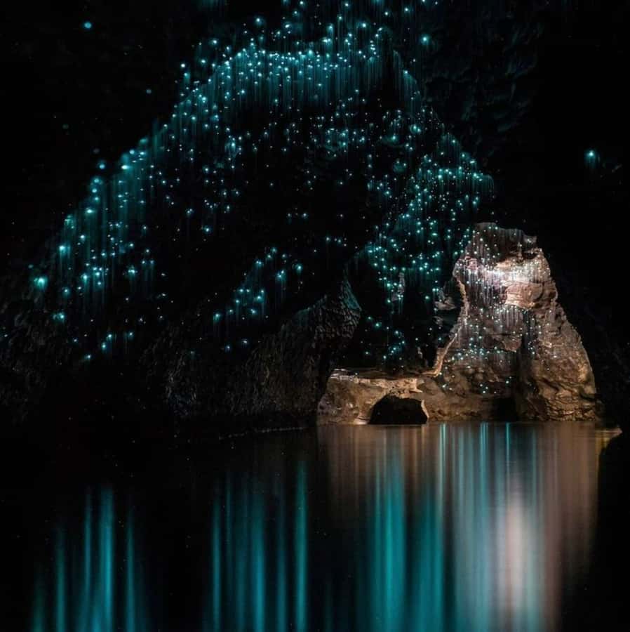 From Auckland: Waitomo Caves and Kiwi House Group Tour - Is $205 a fair price?