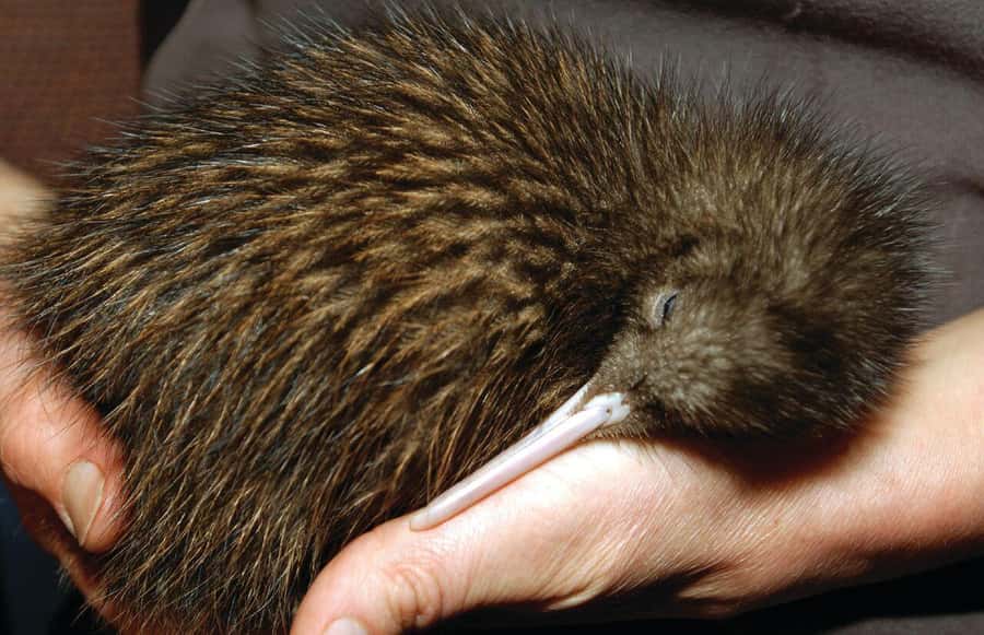 From Auckland: Waitomo Glow Worm Caves & Rotorua Tour - A quick look at the kiwi enclosure