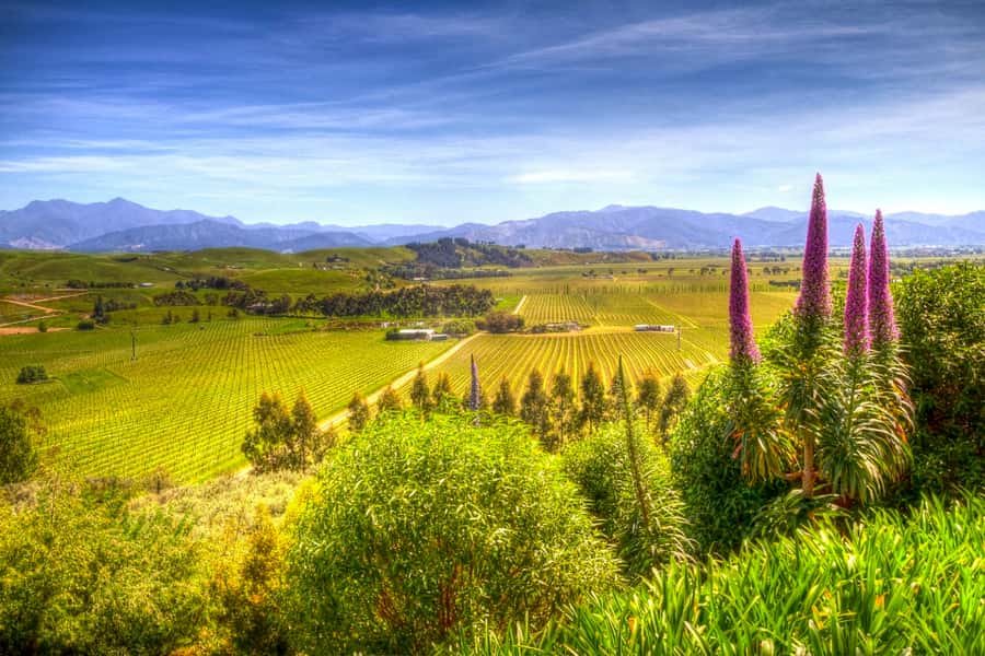 From Blenheim/Picton: Marlborough Gourmet Wine Tasting Tour - Why this tour works better than a fixed winery circuit