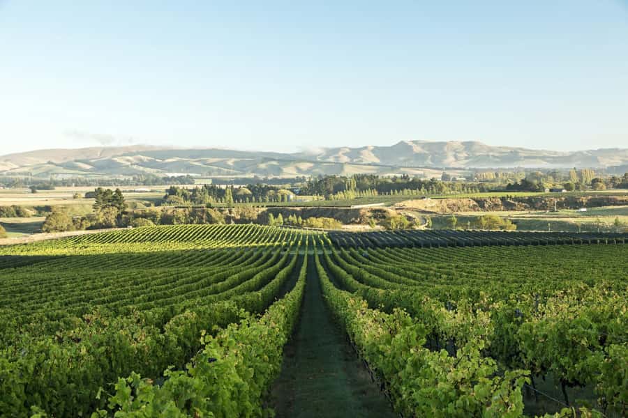 From Christchurch: Guided Local Wine Tours in Waipara - Why Waipara makes a good wine day from Christchurch
