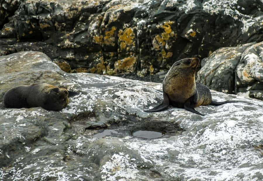 From Christchurch: Kaikōura Day Tour With Dolphin Encounter - Cheviot and the Hundalee Hills on the road north