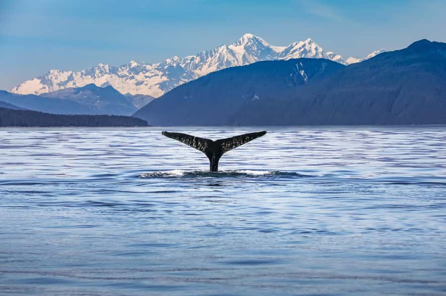 From Christchurch: Kaikōura Day Tour With Dolphin Encounter - The early Christchurch pickup and Mercedes Sprinter ride