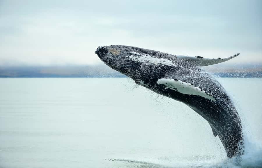 From Christchurch: Kaikōura Day Tour with Whale Watching - Why Kaikōura is one of New Zealand’s best whale-watching spots
