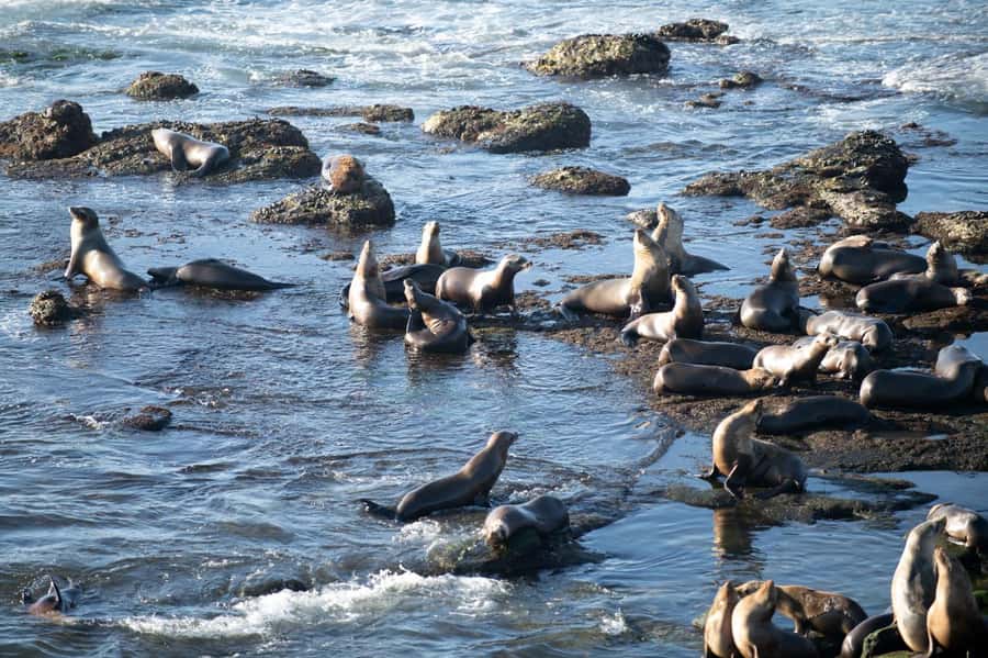 From Christchurch: Kaikōura Day Tour with Whale Watching - A useful pause near Cheviot and the Hundalee Hills