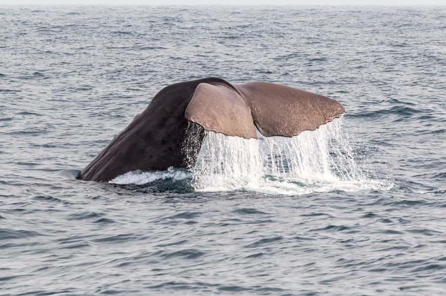 From Christchurch: Kaikōura Day Tour with Whale Watching - Who will enjoy this full-day trip