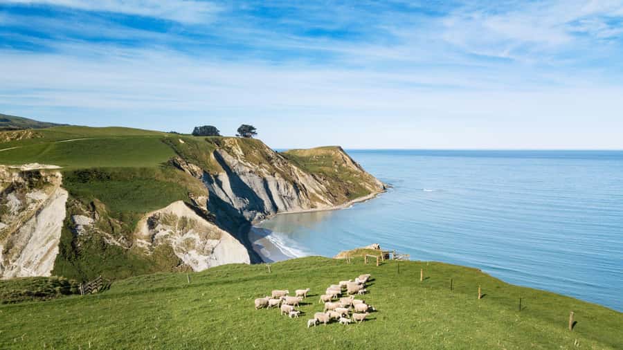 From Christchurch: Sheep Farm Day Trip with Lunch & Winery - Key points to know before booking