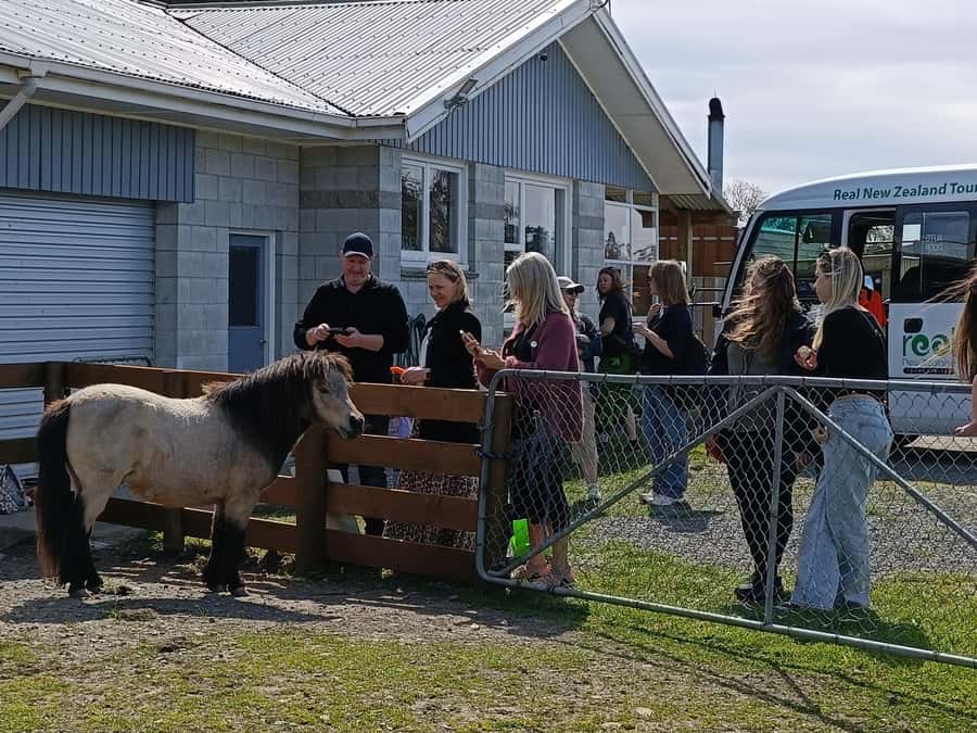 From Christchurch: Sheep Farm Day Trip with Lunch & Winery - Glenafric Farm offers the real working experience