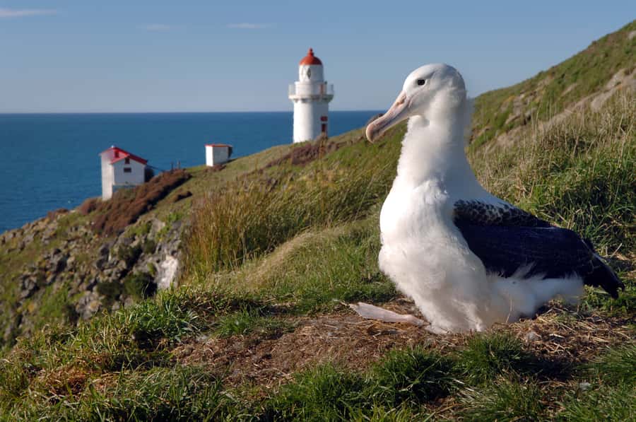 From Dunedin: City, Otago Peninsula & Albatross Guided Tour - Key points at a glance