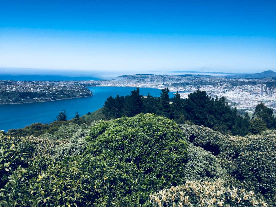 From Dunedin: City, Otago Peninsula & Albatross Guided Tour - Who should book this Dunedin tour?