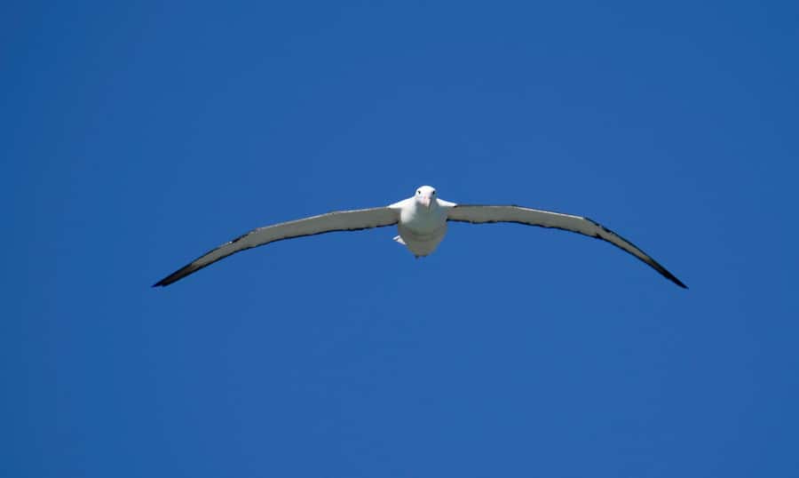 From Dunedin: City, Otago Peninsula & Albatross Guided Tour - Dunedin viewpoints, steep streets, and the botanical garden