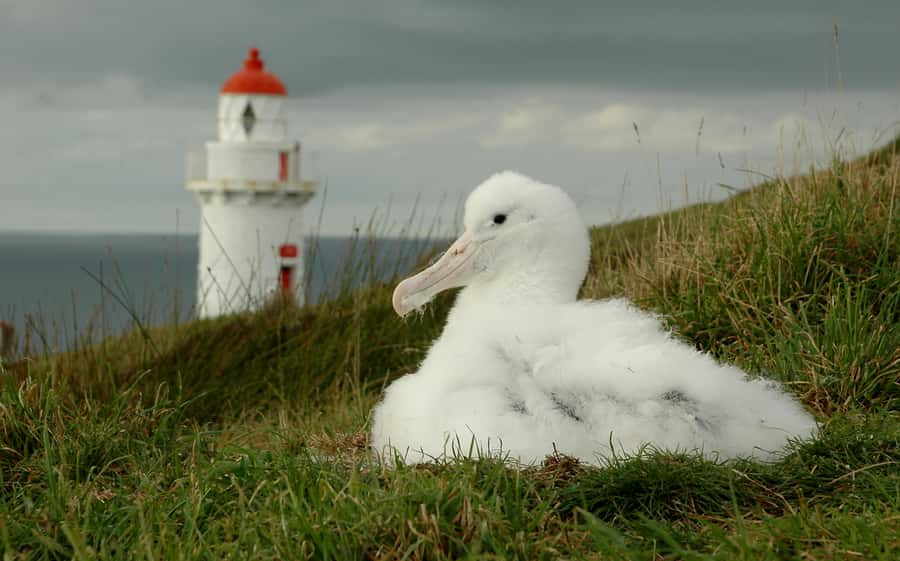 From Dunedin: City, Otago Peninsula & Albatross Guided Tour - A short lunch stop, not a restaurant outing