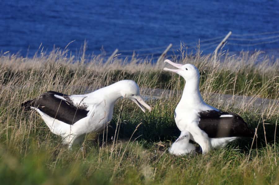 From Dunedin: City, Otago Peninsula & Albatross Guided Tour - The guides make the difference