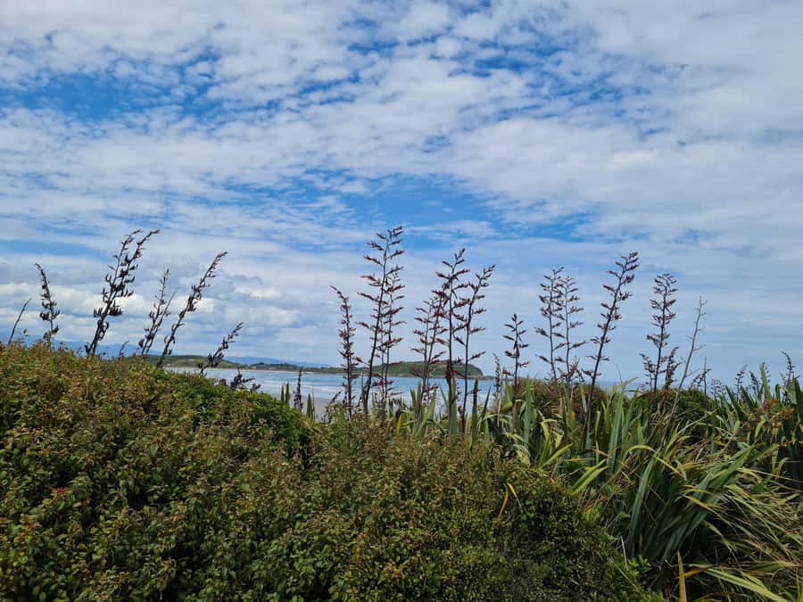 From Greymouth: Highlights West Coast Day Tour - Grey Valley and Brunner Mine Site