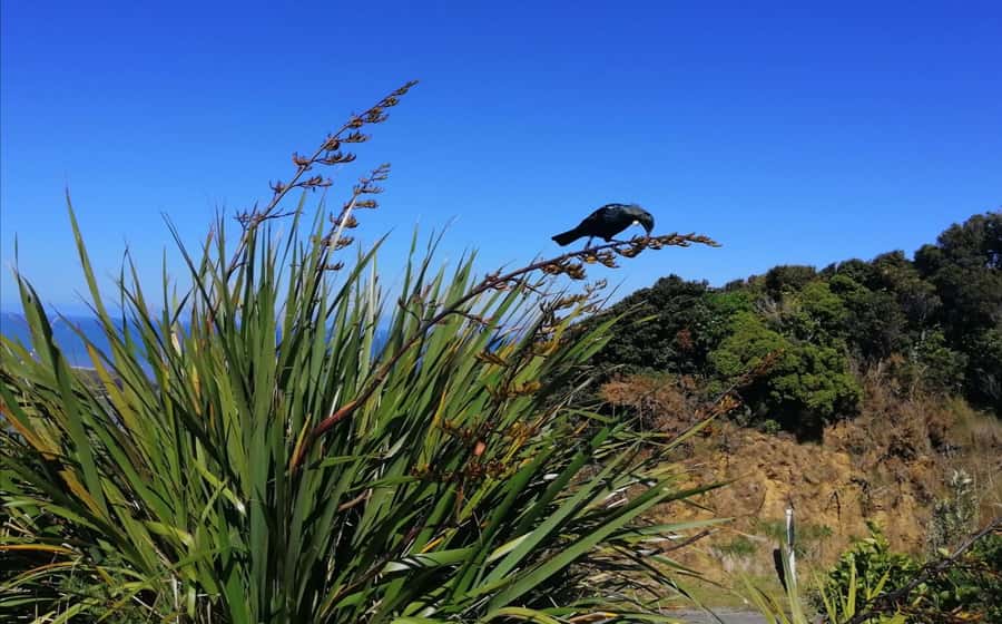 From Greymouth: Highlights West Coast Day Tour - Pancake Rocks at 9:10am