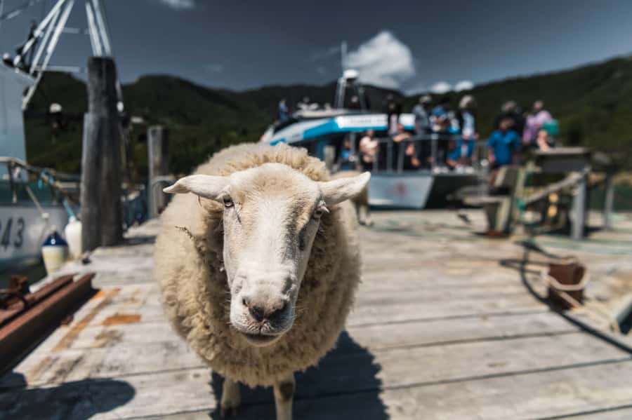 From Havelock: Marlborough Sounds Mail Boat Full-Day Cruise - Havelock Marina and the Pelorus Express