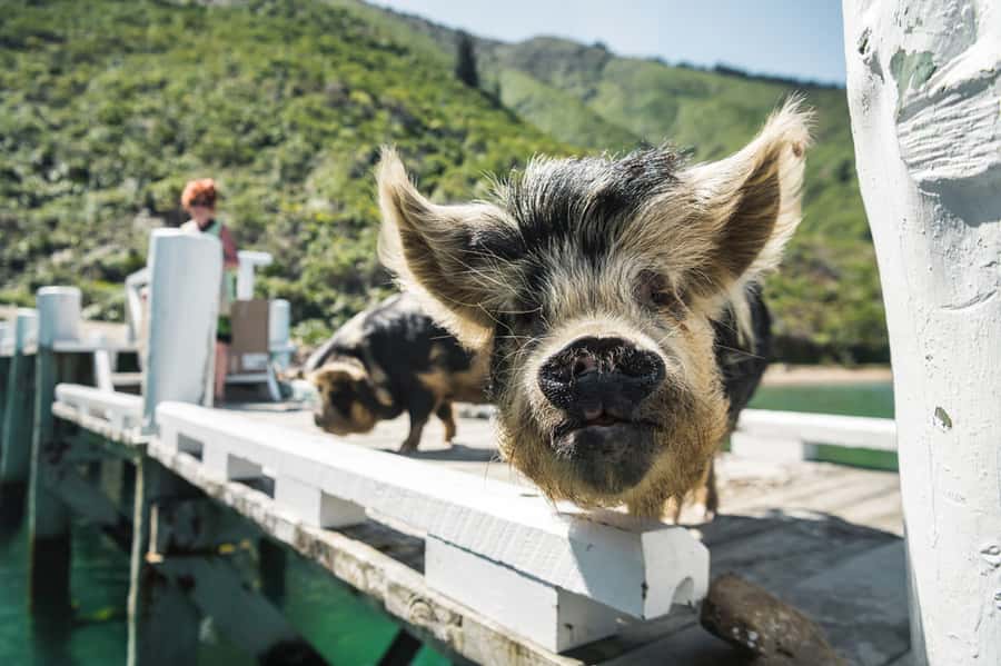 From Havelock: Marlborough Sounds Mail Boat Full-Day Cruise - Is $86 a fair price?