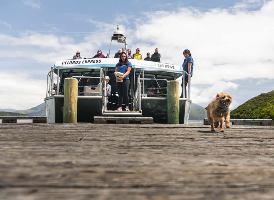 From Havelock: Marlborough Sounds Mail Boat Full-Day Cruise - Pelorus Sound: scenery with a purpose