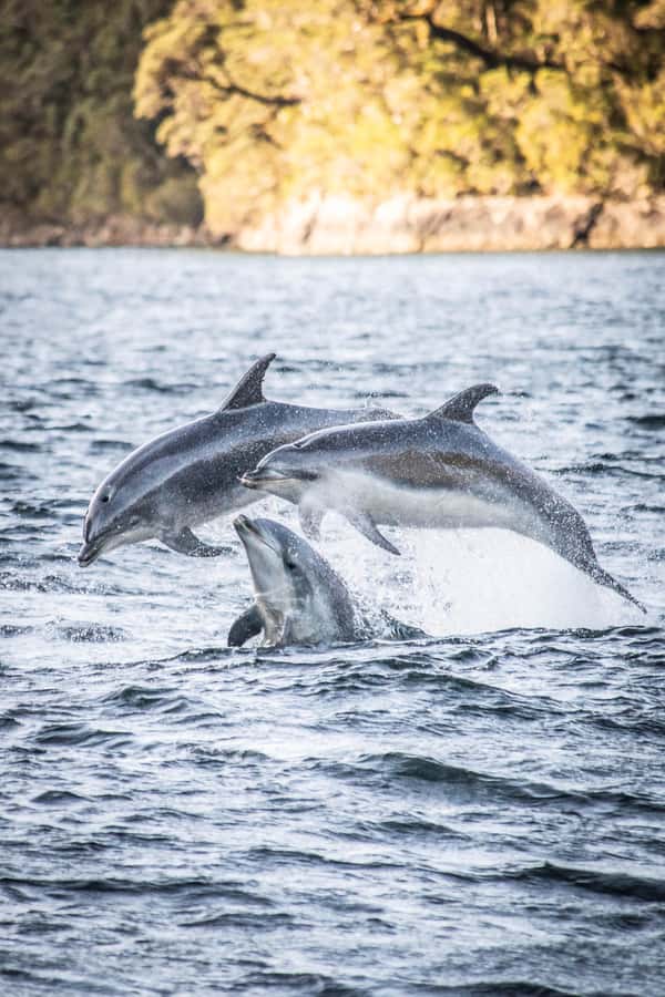 From Manapouri: Doubtful Sound Overnight Cruise - Why an overnight stay changes Doubtful Sound