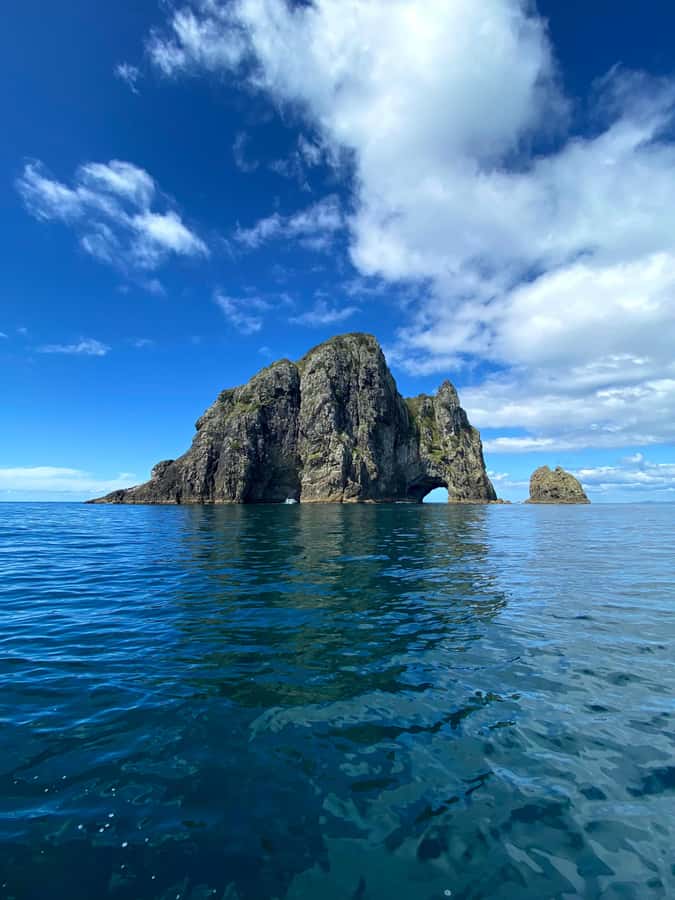 From Paihia: Scenic Cruise with Roberton Island Stopover - Wildlife watching without a promise