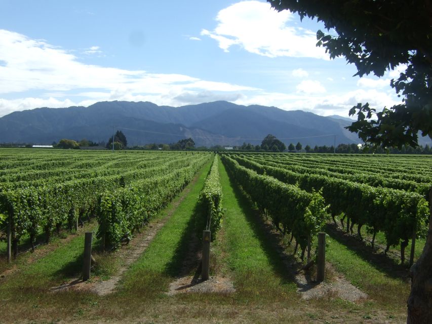 From Picton: Marlborough Wine Trip Shore Excursion - Lunch at a vineyard restaurant