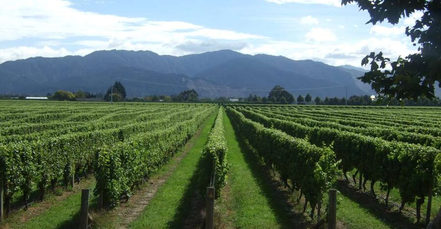 From Picton: Marlborough Wine Trip Shore Excursion - The chocolate factory surprise
