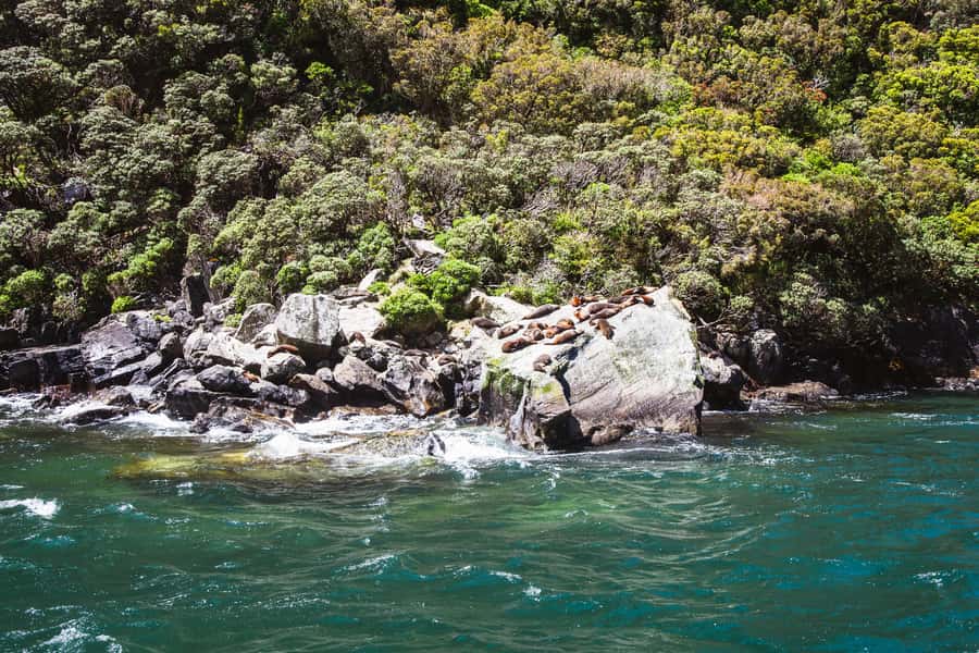 From Queenstown: Milford Sound Cruise and Scenic Drive - Mitre Peak, waterfalls, and the open Tasman Sea