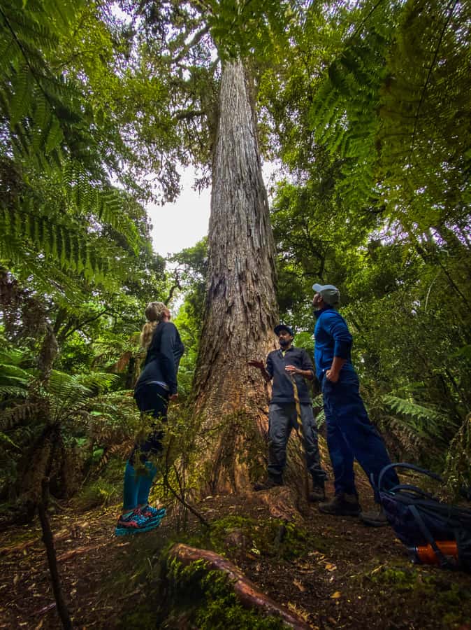 From Rotorua: Whirinaki Rainforest Guided Cultural Tour - Why Whirinaki is worth the ride from Rotorua