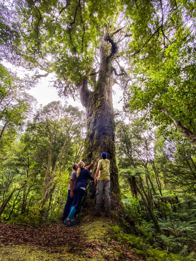 From Rotorua: Whirinaki Rainforest Guided Cultural Tour - Walking beneath the chiefly trees
