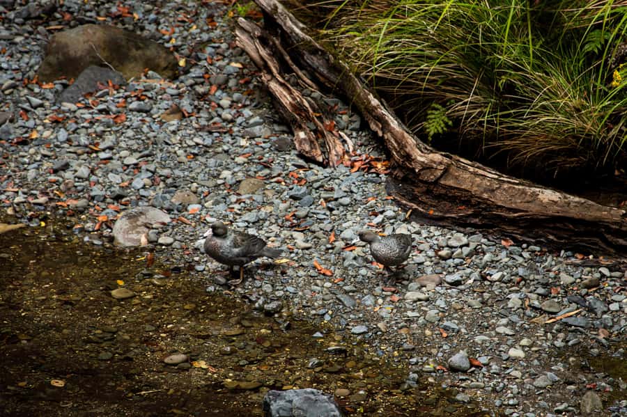 From Rotorua: Whirinaki Rainforest Guided Cultural Tour - A picnic lunch and Kawakawa tea