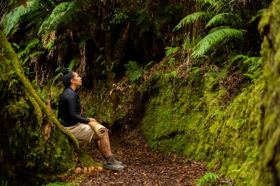 From Rotorua: Whirinaki Rainforest Guided Cultural Tour - What the $176 price includes
