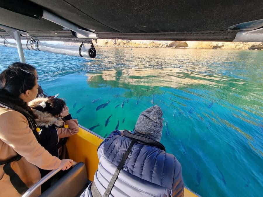 From Tairua: 2 Hour Cathedral Cove Tour with Local Guide - Key points to know before booking