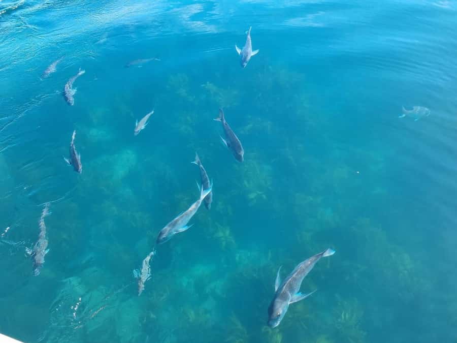From Tairua: 2 Hour Cathedral Cove Tour with Local Guide - Sea conditions, comfort, and who should book