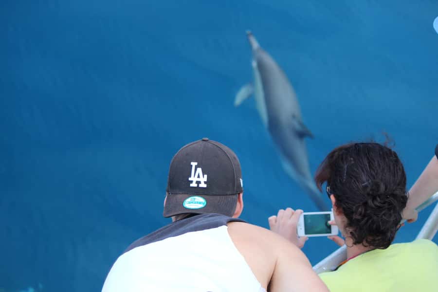 From Tauranga: Dolphin and Wildlife Cruise - Should you book Bay Explorer?