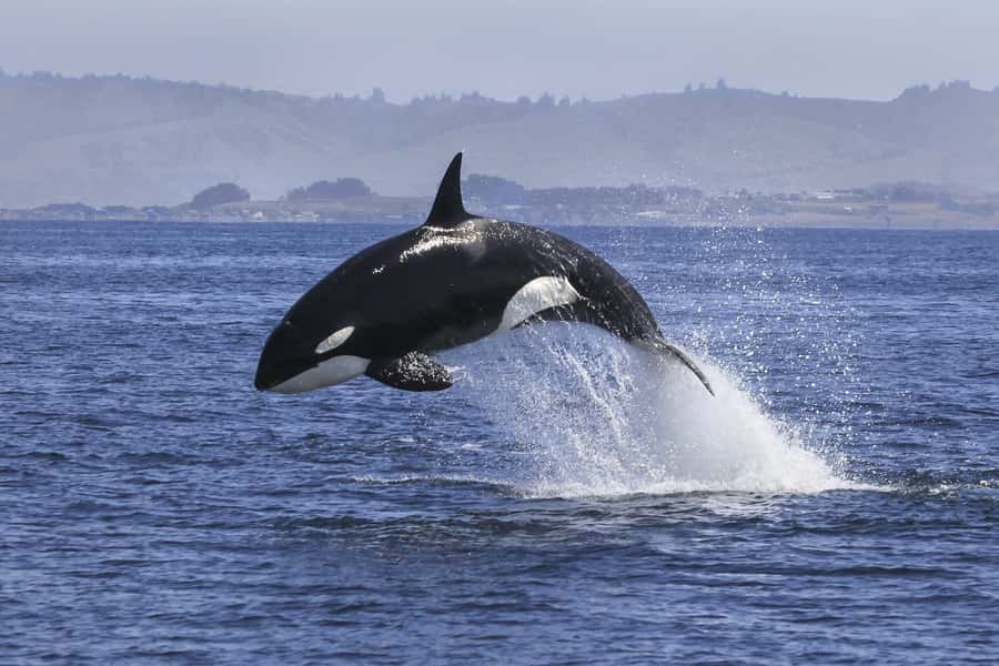 From Tauranga: Dolphin and Wildlife Cruise - Leaving Tauranga Harbour at 9 am
