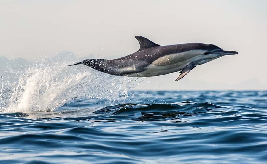 From Tauranga: Dolphin and Wildlife Cruise - Searching the Bay of Plenty for wild dolphins