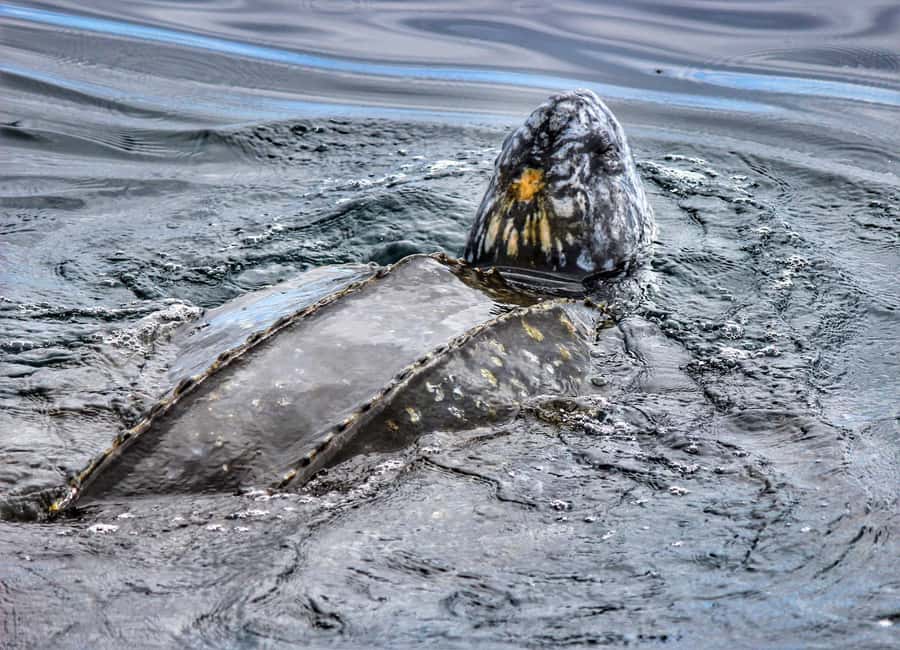 From Tauranga: Dolphin and Wildlife Cruise - How to prepare for five hours offshore