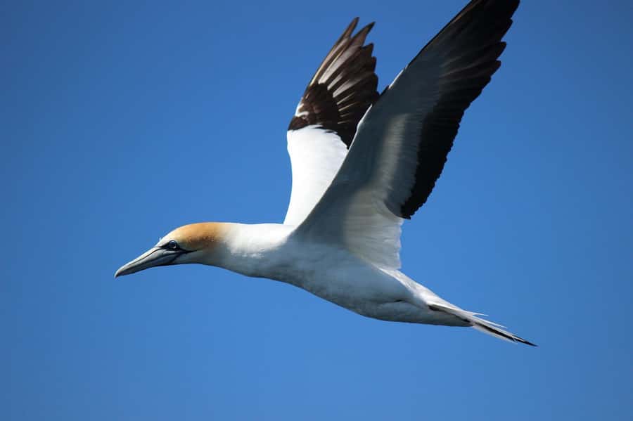 From Tauranga: Dolphin and Wildlife Cruise - Is $104 a fair price?
